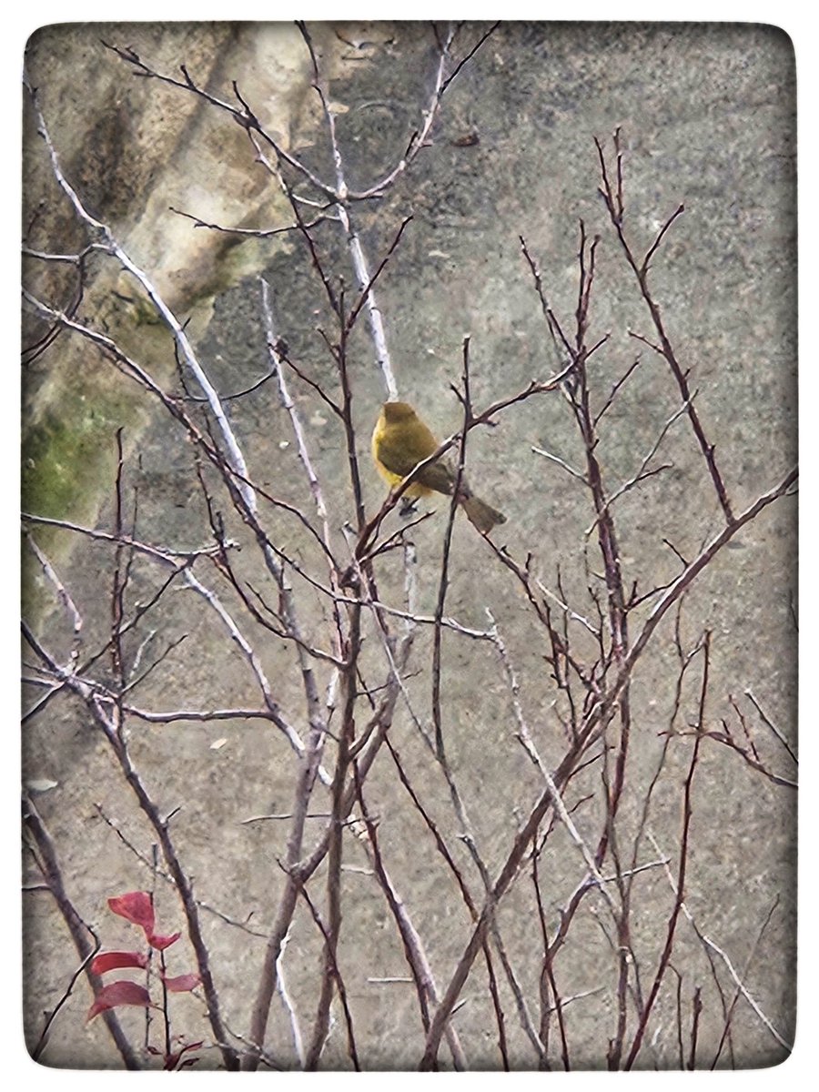 rogerrv73's tweet image. It's winter sings the bird.
#Home #Llar #Bird #Ocell #birdphotography #fotografiaocells #colourphotography #fotografíacolor #fotografiacolor