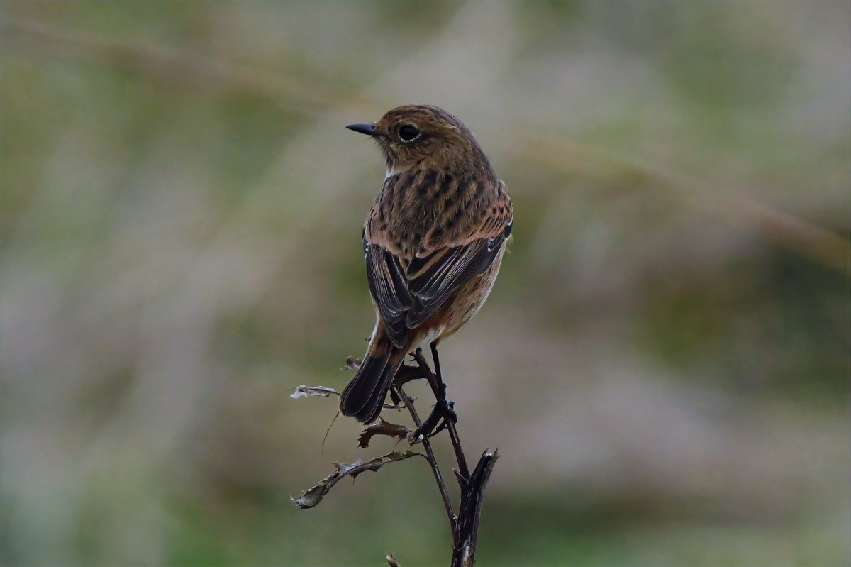 bomberburnside's tweet image. A cracking female stonechat along the Durham coast this morning.