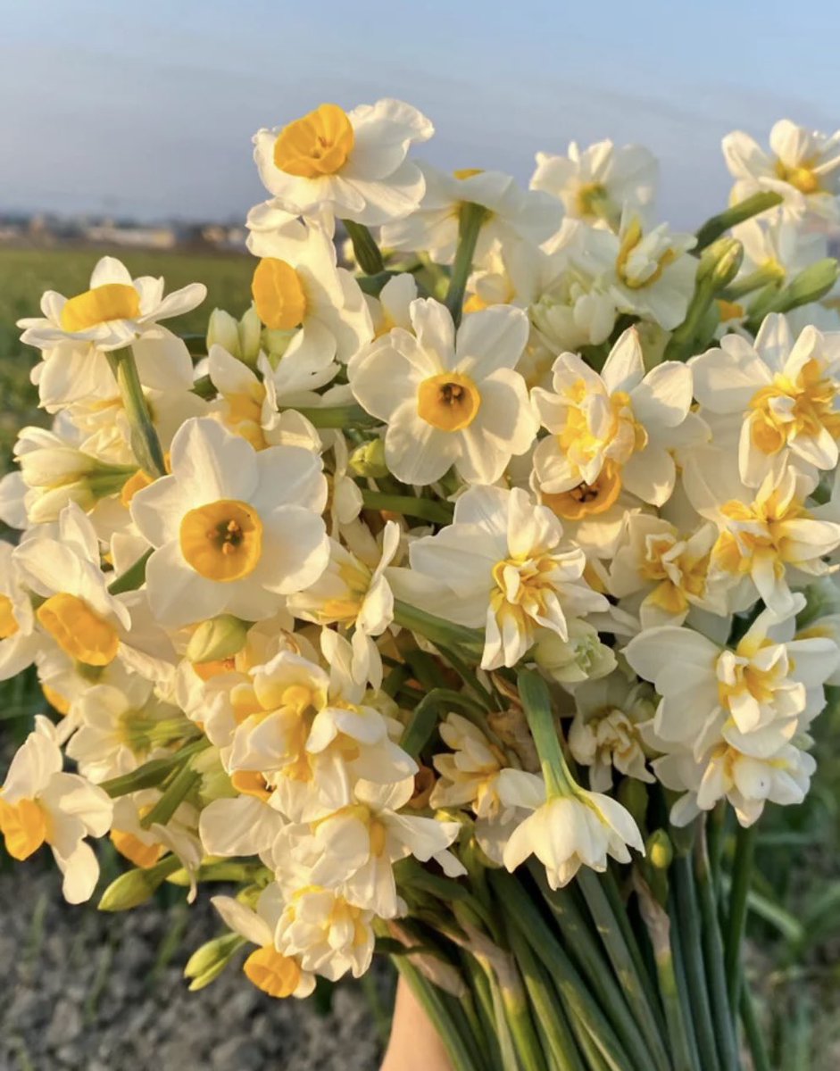 Nergis zamanı yaklaşıyor…