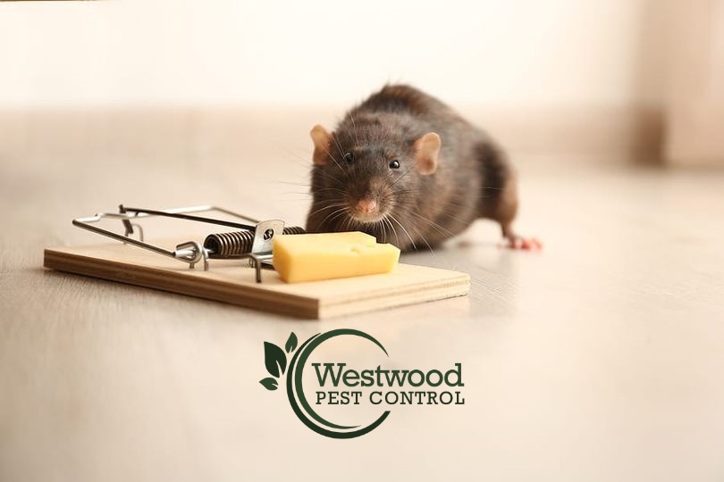 PestWestwood's tweet image. 🐾 Rodent Troubles? We’ve Got You Covered!
Don’t let unwanted guests take over your home. 
📞 Call Today: 781-910-4165
💻 Get a FREE Quote: westwoodpestcontrol.com

Protect your home and your peace of mind — let us take care of those pests for good! 💪
#RodentControl