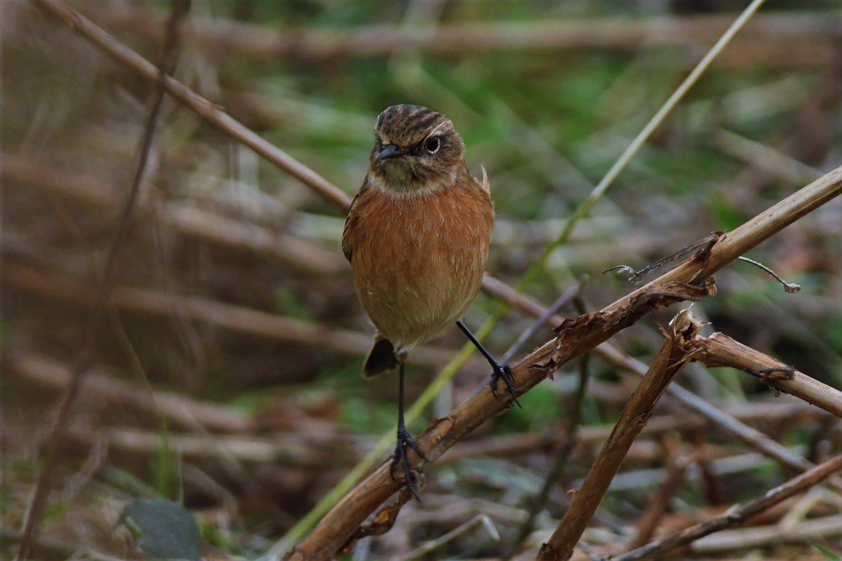 bomberburnside's tweet image. A cracking female stonechat along the Durham coast this morning.