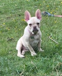 millypod1's tweet photo. ๐14 NOV 2025 #STOLEN Sandy #ScanMe
YOUNG Platinum French Bulldog Female #PUPPY
#Cumnock #East #Ayrshire #Scotland #KA18
The house was broken into and step mum was held at knife point and Sandy was stolen.
The police are involved PLEASE SHARE๐ข
https://t.co/7J3brMfrTc https://t.co/mTIPVIEVAz