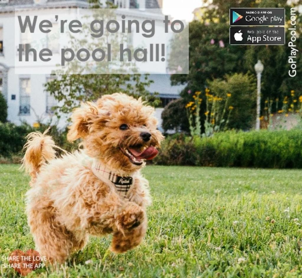 GoPlayPool's tweet image. Are you? Are you playing today? 🤔🤔🤔❤️❤️❤️ 
#playing #pets #poolhall #poolrooms #bars #taverns #goplaypool #goplaypoolapp