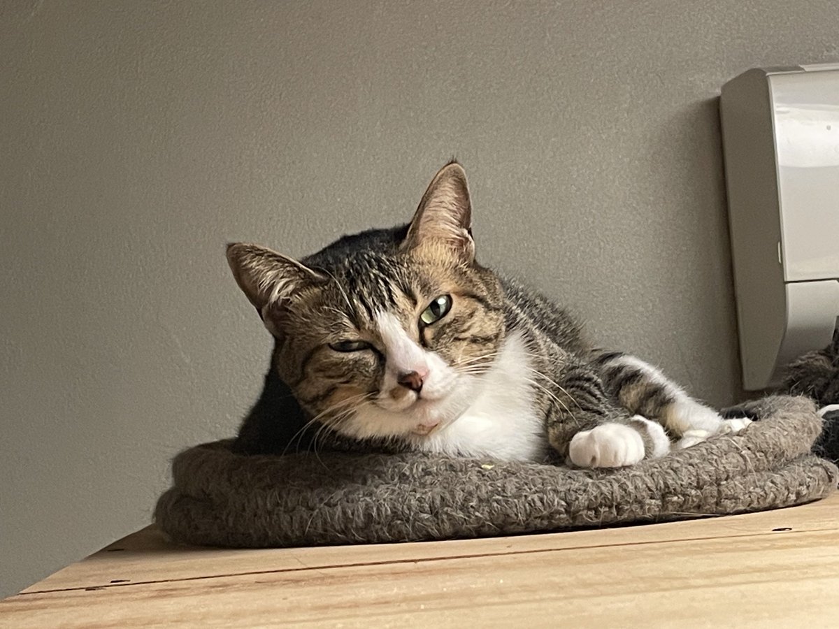 プカプカ猫　in　sky プカプカ猫 in sky Nanatsukaze - Flying Cat - YouTube