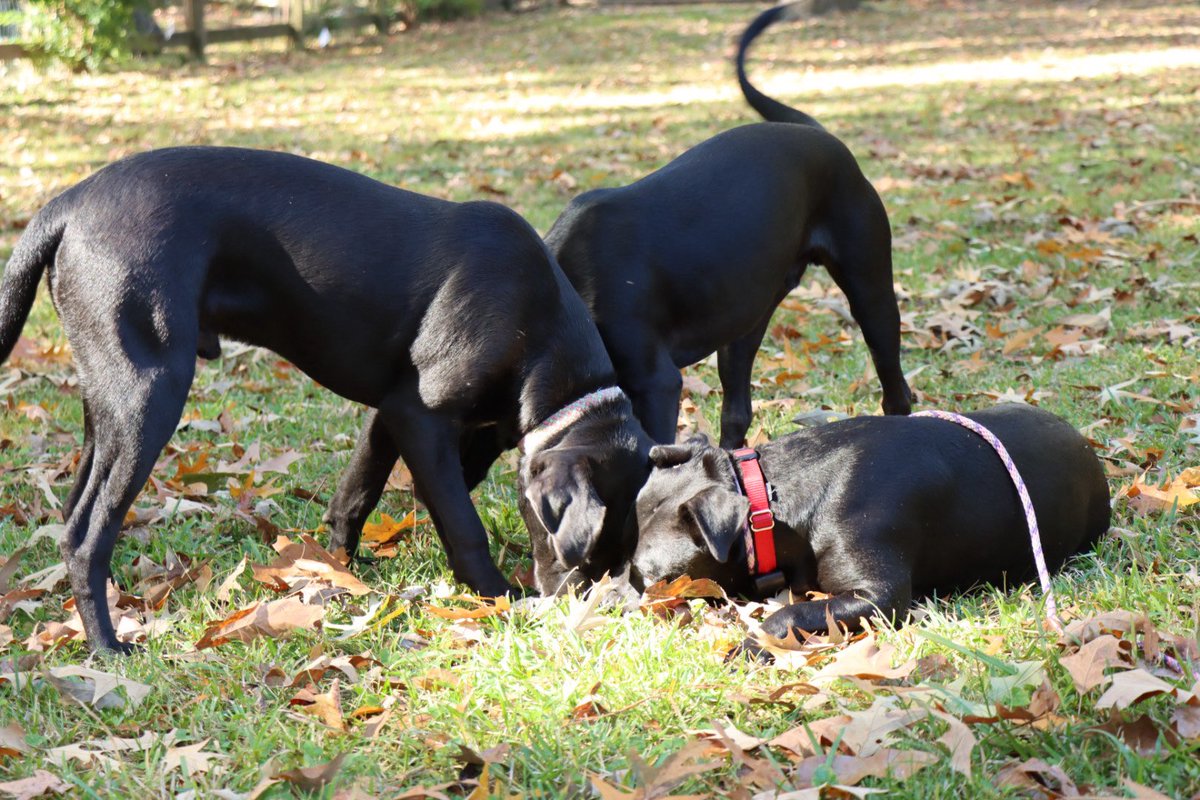 Hildi puts up with A LOT from her boys.