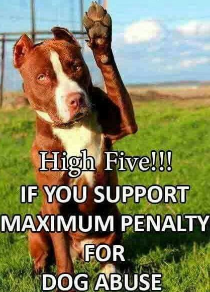 Beyond The Leash (@beyond_theleash) on Twitter photo 