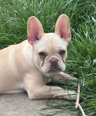 millypod1's tweet photo. ๐14 NOV 2025 #STOLEN Sandy #ScanMe
YOUNG Platinum French Bulldog Female #PUPPY
#Cumnock #East #Ayrshire #Scotland #KA18
The house was broken into and step mum was held at knife point and Sandy was stolen.
The police are involved PLEASE SHARE๐ข
https://t.co/7J3brMfrTc https://t.co/mTIPVIEVAz