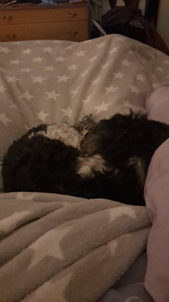 SirTail's tweet photo. @BellaShihTzuAce Hope you can all have a chilled Saturday evening now you have Humum back 💗 Will you be dancing along with Strictly Bella? I'm snoozing on my Mummy with footie on the telly box! Love from Sir OMJ xxxx https://t.co/ou6Yk95uwx