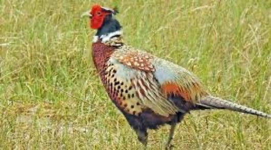 arobasq's tweet photo. Larunbata 15-11-25 #Brumaire25 🗓️Républicain - jour du #Faisan Oiseau de la taille d'une petite 🐓 , au plumage très coloré à dominante rousse et à sa longue queue aux motifs rouges et verts. Certains mâles ont une collerette blanche autour du cou. 🧑‍🍳 gibier - Omnivore. https://t.co/yu5bjwIVEI