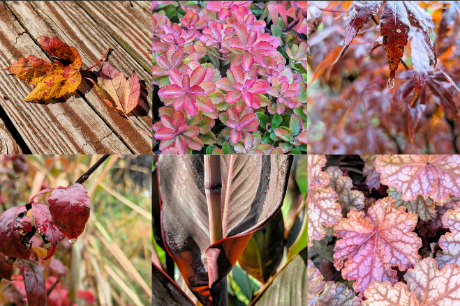 Sofiimagines's tweet photo. On this #SixOnSaturday I’m celebrating the incredible design found in foliage. Close-up photography reveals the colors, patterns, and textures that make each leaf its own tiny masterpiece. Inspires me to create! #NatureIsArt #OrganicPatterns #VisualArt https://t.co/N45k0IcX05