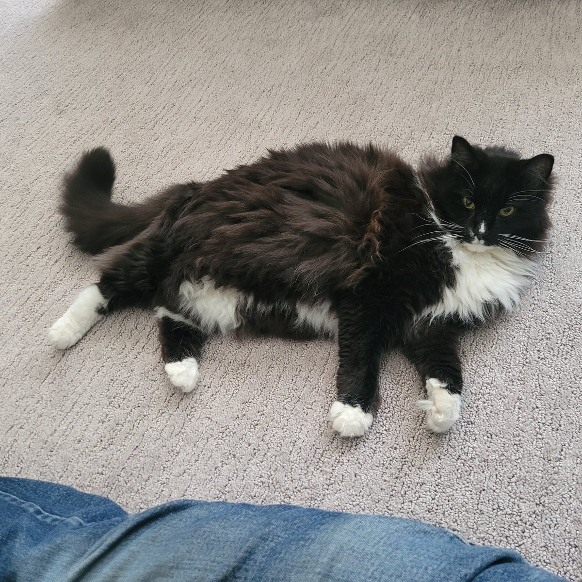 Mark H. Rodgers tweet media