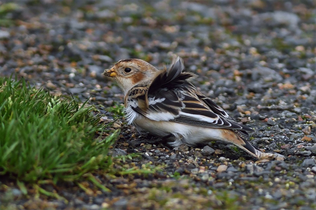 bomberburnside's tweet image. A stunning snow bunting feeding along a Durham coastal path today. Thanks to the finder @Bobby00651