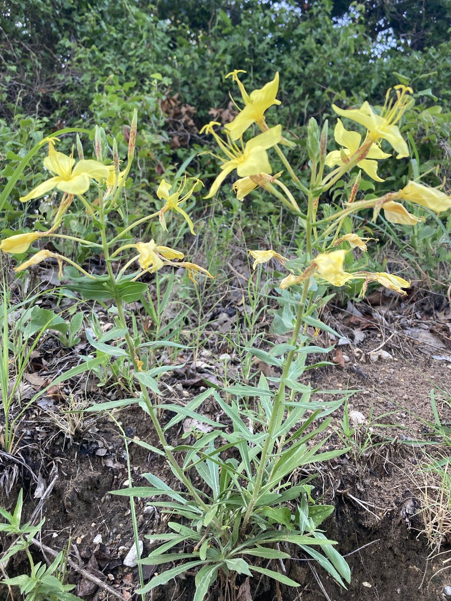 What need is there for hatred in a world full of such beautiful things?

Why must people focus on fickle things when we are graced with such incredible wonder?

Find the time to have love in your heart today. 💜🏳️‍🌈🏳️‍⚧️⚧️🇺🇸💜