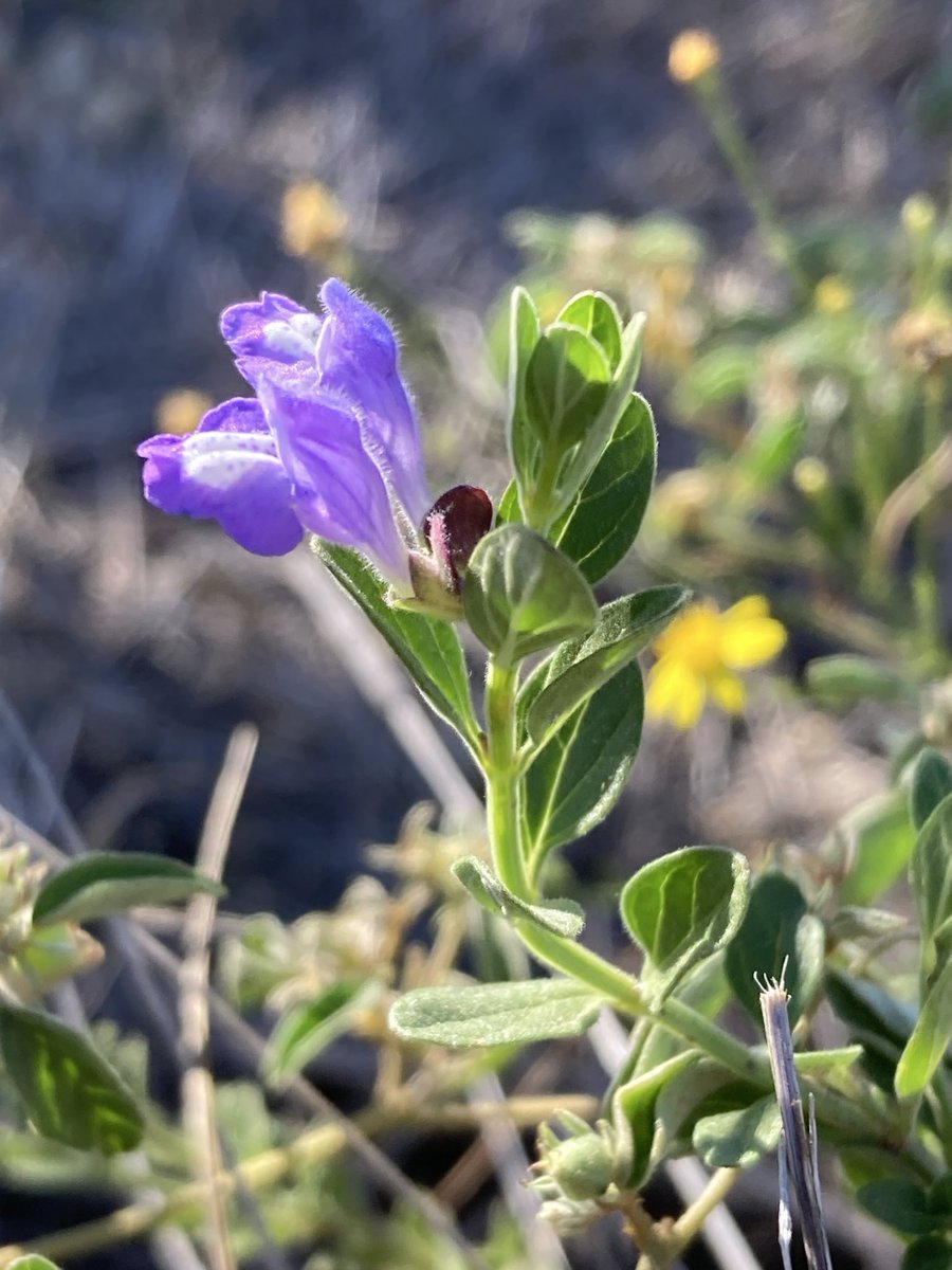 NotChilledOut's tweet image. What need is there for hatred in a world full of such beautiful things?

Why must people focus on fickle things when we are graced with such incredible wonder?

Find the time to have love in your heart today. 💜🏳️‍🌈🏳️‍⚧️⚧️🇺🇸💜