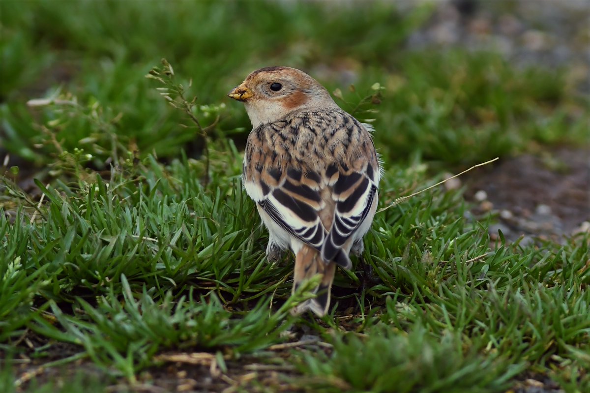 bomberburnside's tweet image. A stunning snow bunting feeding along a Durham coastal path today. Thanks to the finder @Bobby00651