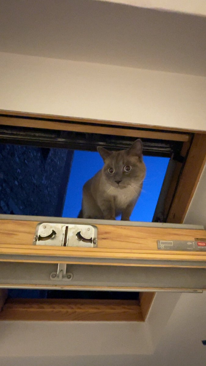 mikeyblobfish's tweet image. milka                      milka