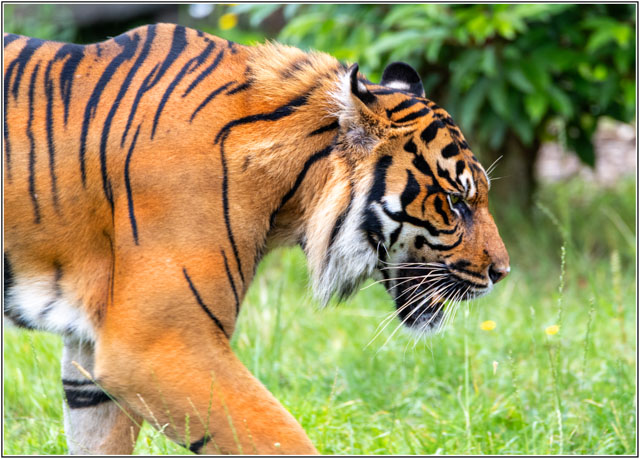 photos_dsmith's tweet image. This #Tiger is busy patrolling its #territory.Every #stripe tells a #story and this #bigcat certainly has one to tell. #buy a #print, #poster or #artwork of this #image at darrensmith.org.uk #WildlifePhotography #TigerWalk #DSP #IntoTheWild #ConservationMatters