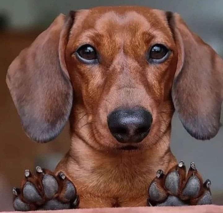 salsichinhas's tweet photo. Fotos que eu colocaria num porta retratos https://t.co/7qDC4JEhJs