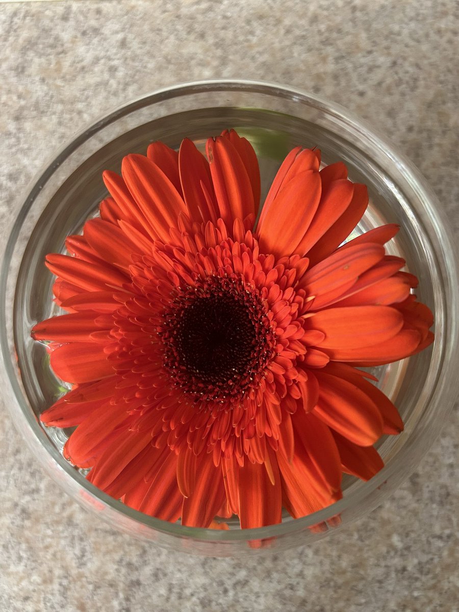 Theme: Circle ⭕️