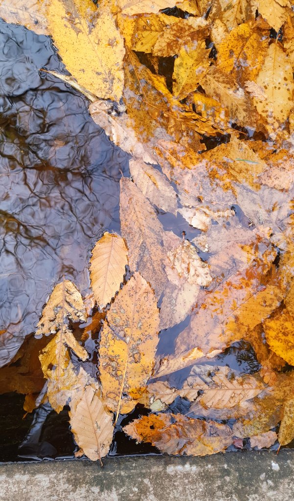 Com'è dolce
la via dell'amore!
Senza dubbio
si può ben cadere,
commettere delle infedeltà,
ma l'amore,
sapendo trarre profitto di tutto,
consuma rapidamente
ciò che può dispiacere a Gesù,
lasciando solo
una pace umile e profonda 
in fondo al cuore.

Santa Teresa di Lisieux