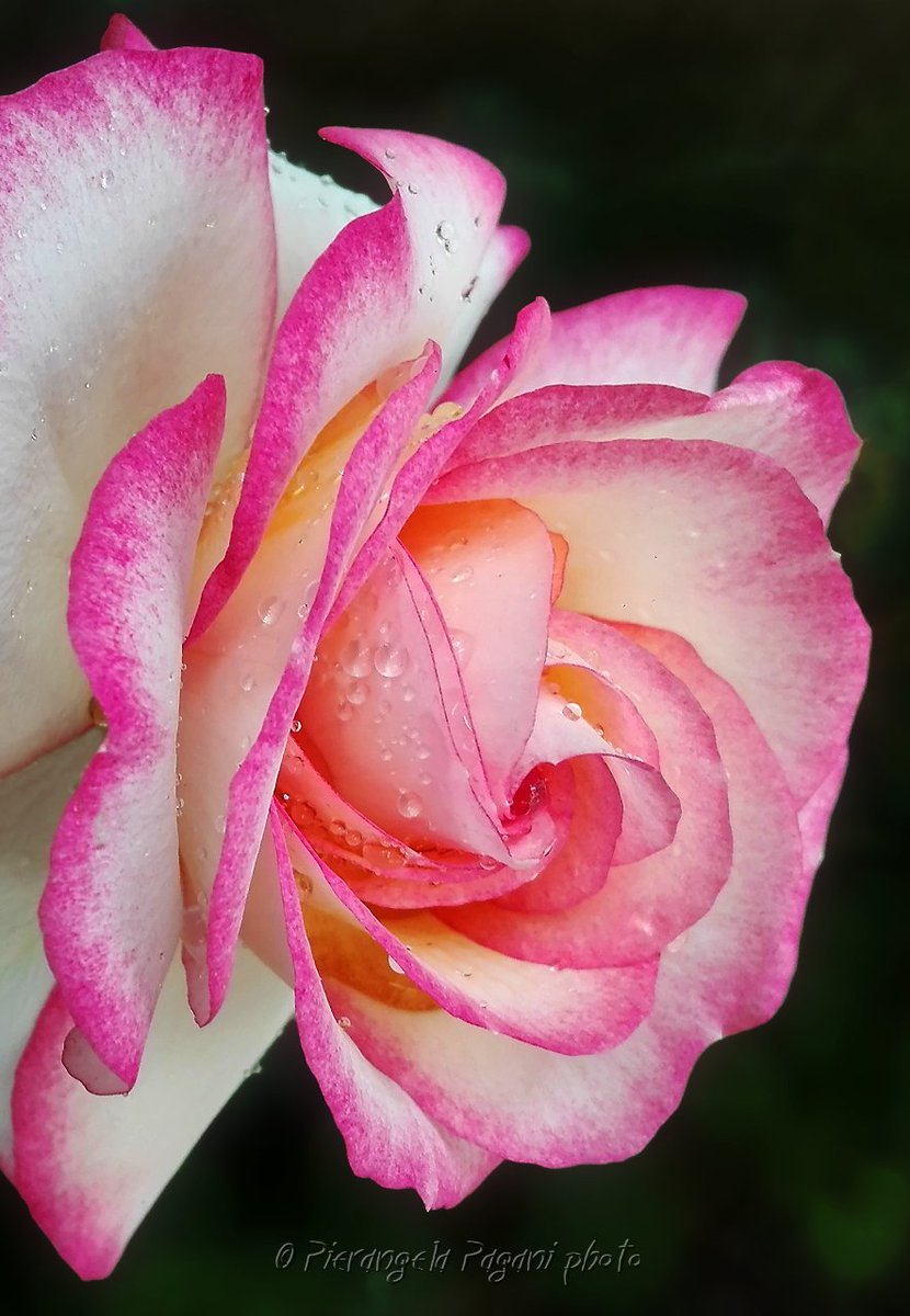 @ferrarisergio4 tweet media