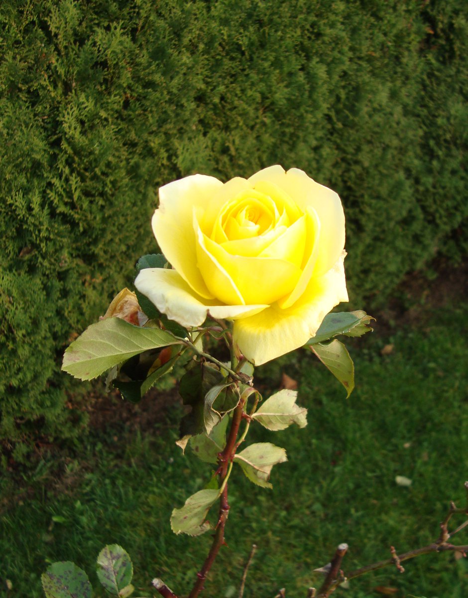 Rose im November in Ewigkeit. 
🫶
I wish everyone a hopeful time.