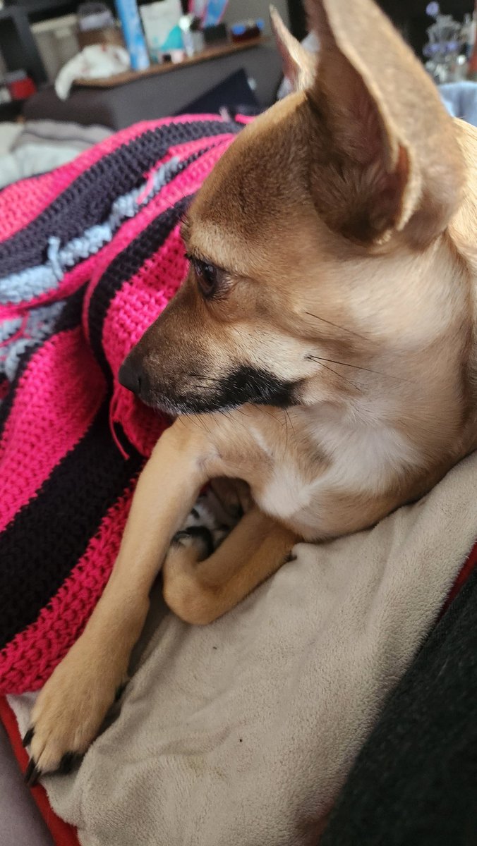 Pajama_Jam_Live's tweet photo. I'll be online at somepont today but at present am very trapped. 
#dog #cammodel #trapped https://t.co/jkJz3NHBxG