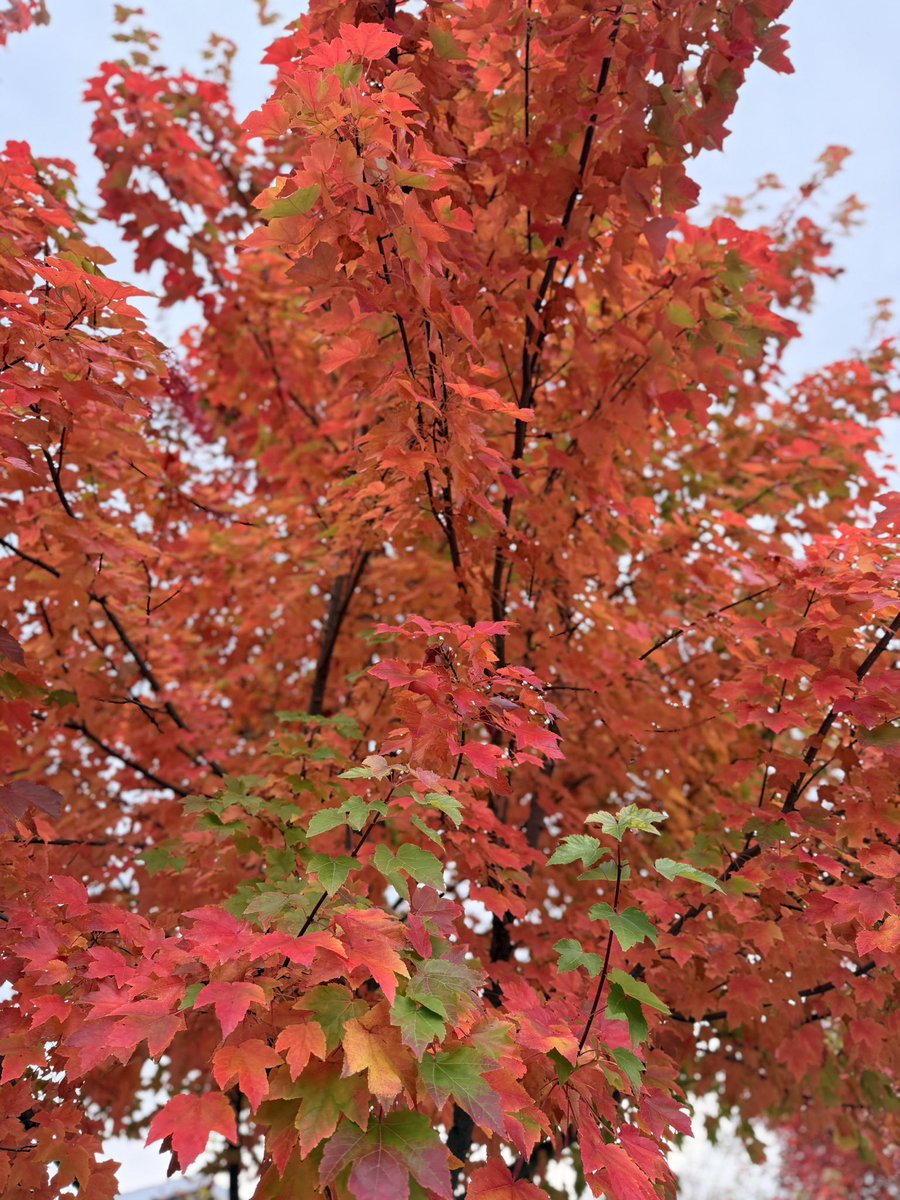 PracheeAC's tweet image. Fall is the best season