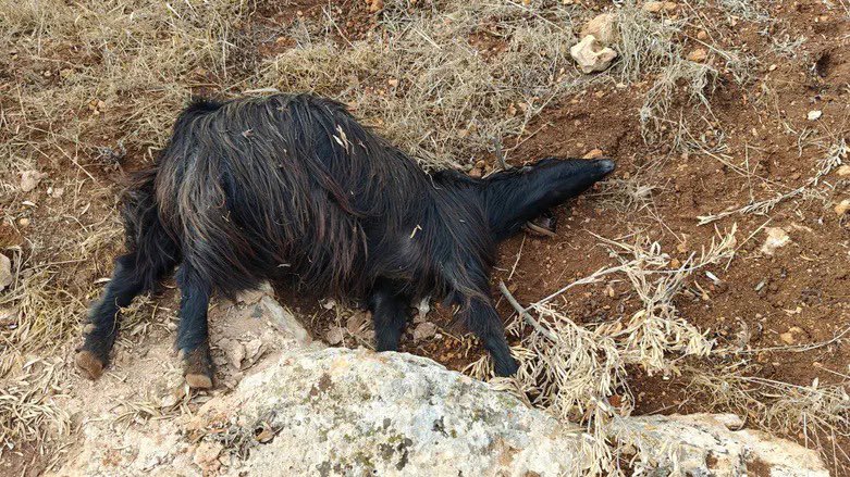 Flock of sheep poisoned at a farm in Binyamin region: 

ArabPalestinians from the village of al-Mughayyir entered the grazing lands of the Metzudat David farm in Binyamin during Shabbat and scattered poisoned dates among the fodder.

*Have you already joined the tens of