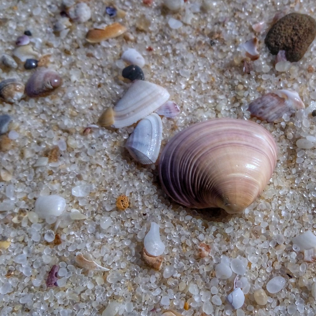 _isgoinghome's tweet image. For hitting 100 likes ❤️
A big thanks to all you noble souls who poured your heart into it (and even to those who wanted to but couldn&apos;t for whatever reason). As our heartfelt token of appreciation, I&apos;m sharing some real seashells from my photo collection—hope you enjoy them.…