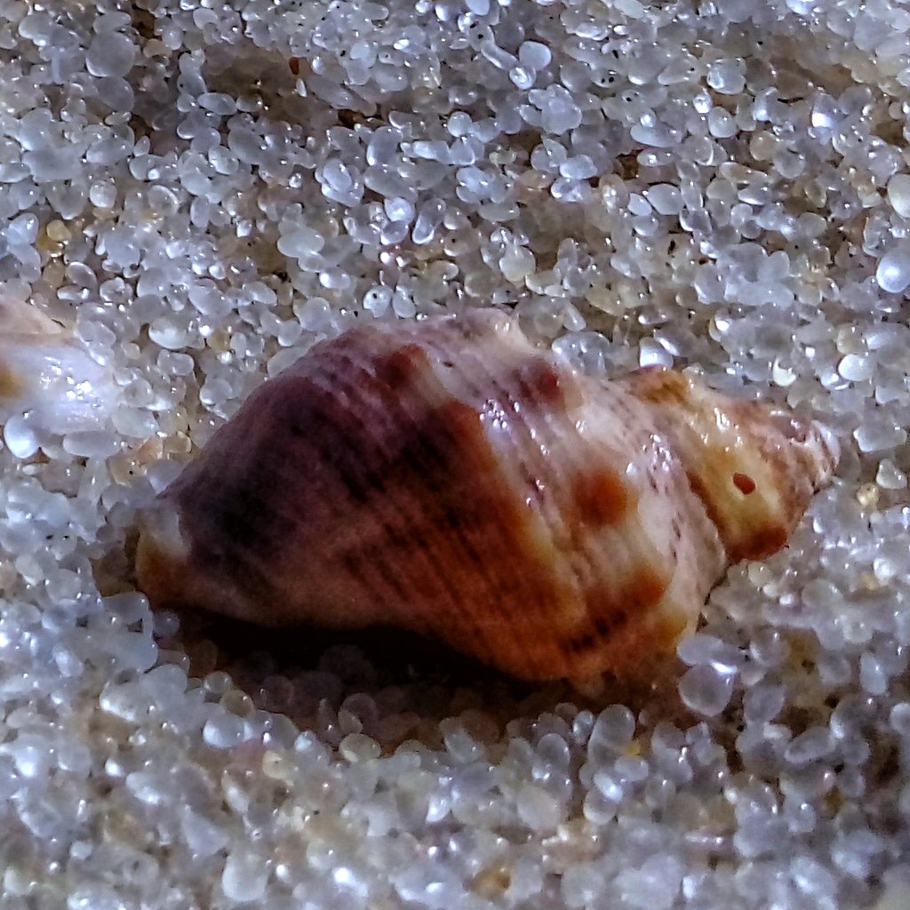 _isgoinghome's tweet image. For hitting 100 likes ❤️
A big thanks to all you noble souls who poured your heart into it (and even to those who wanted to but couldn&apos;t for whatever reason). As our heartfelt token of appreciation, I&apos;m sharing some real seashells from my photo collection—hope you enjoy them.…