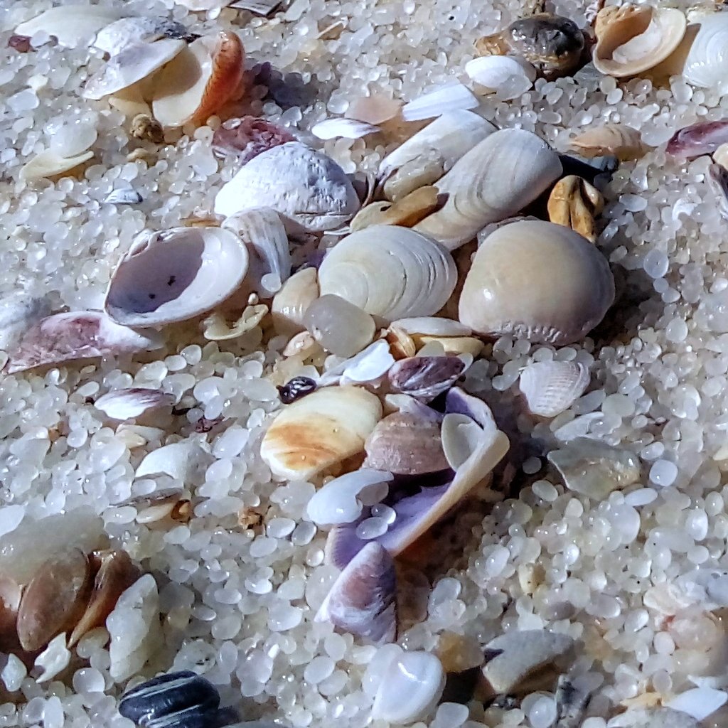 _isgoinghome's tweet image. For hitting 100 likes ❤️
A big thanks to all you noble souls who poured your heart into it (and even to those who wanted to but couldn&apos;t for whatever reason). As our heartfelt token of appreciation, I&apos;m sharing some real seashells from my photo collection—hope you enjoy them.…