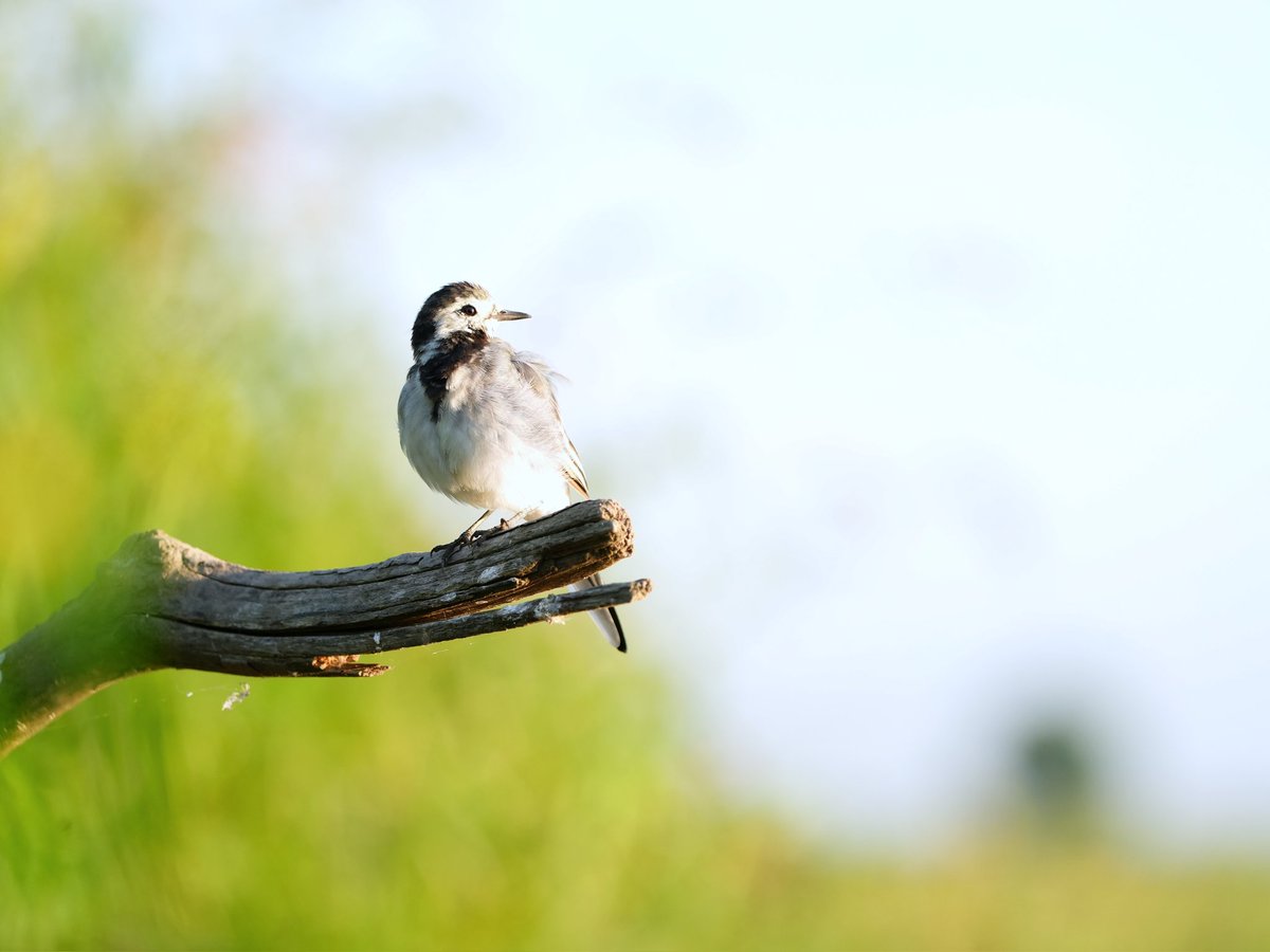 A few months ago I bought a new camera. I'm a proud owner of a Sony A7 IV with a 200-600mm 5.6/6.3 lens. I swear it's one of the best decision I have ever made! I'm so happy with it. Here are some pictures I took with it 💖