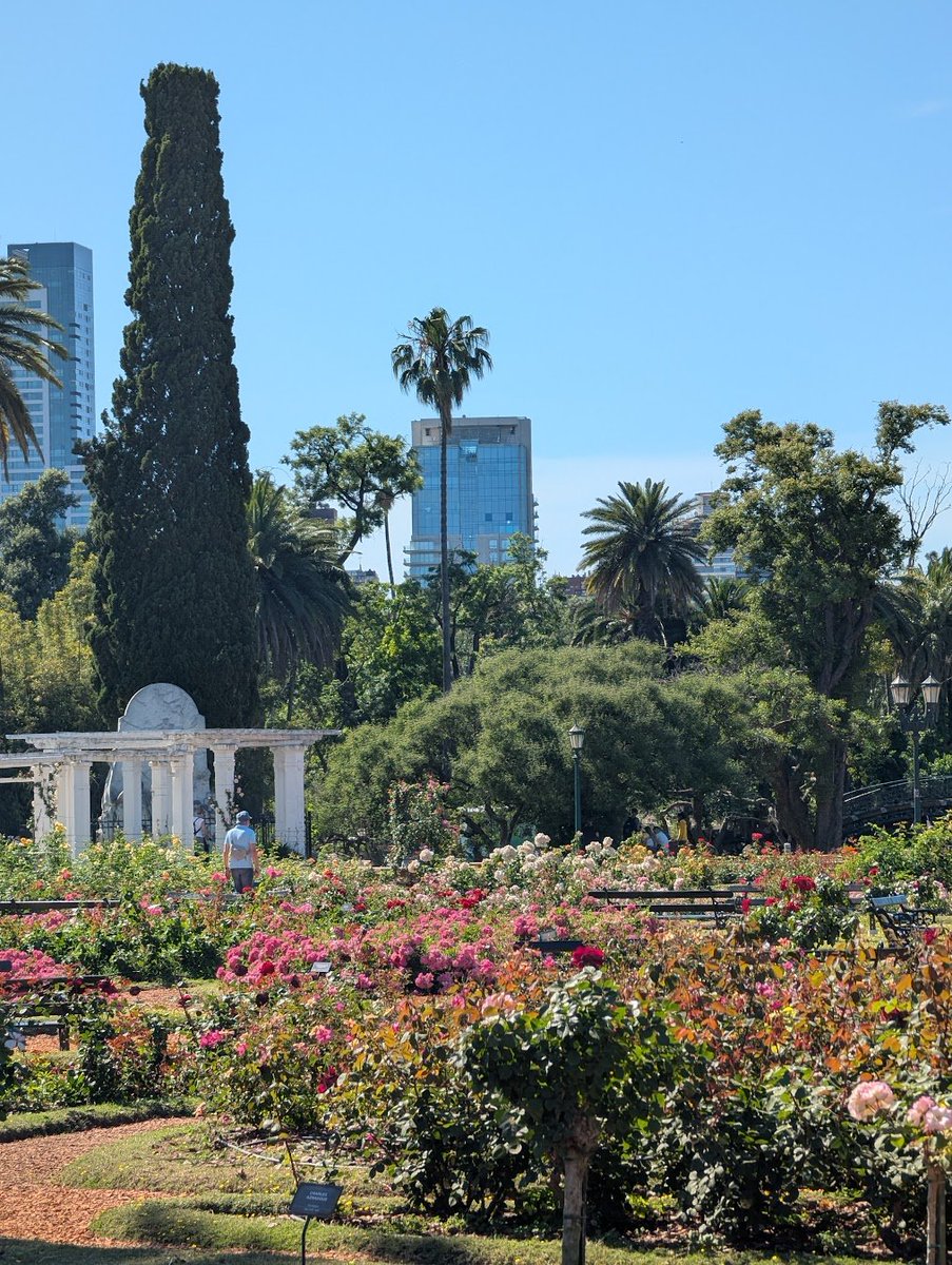 touched some roses today