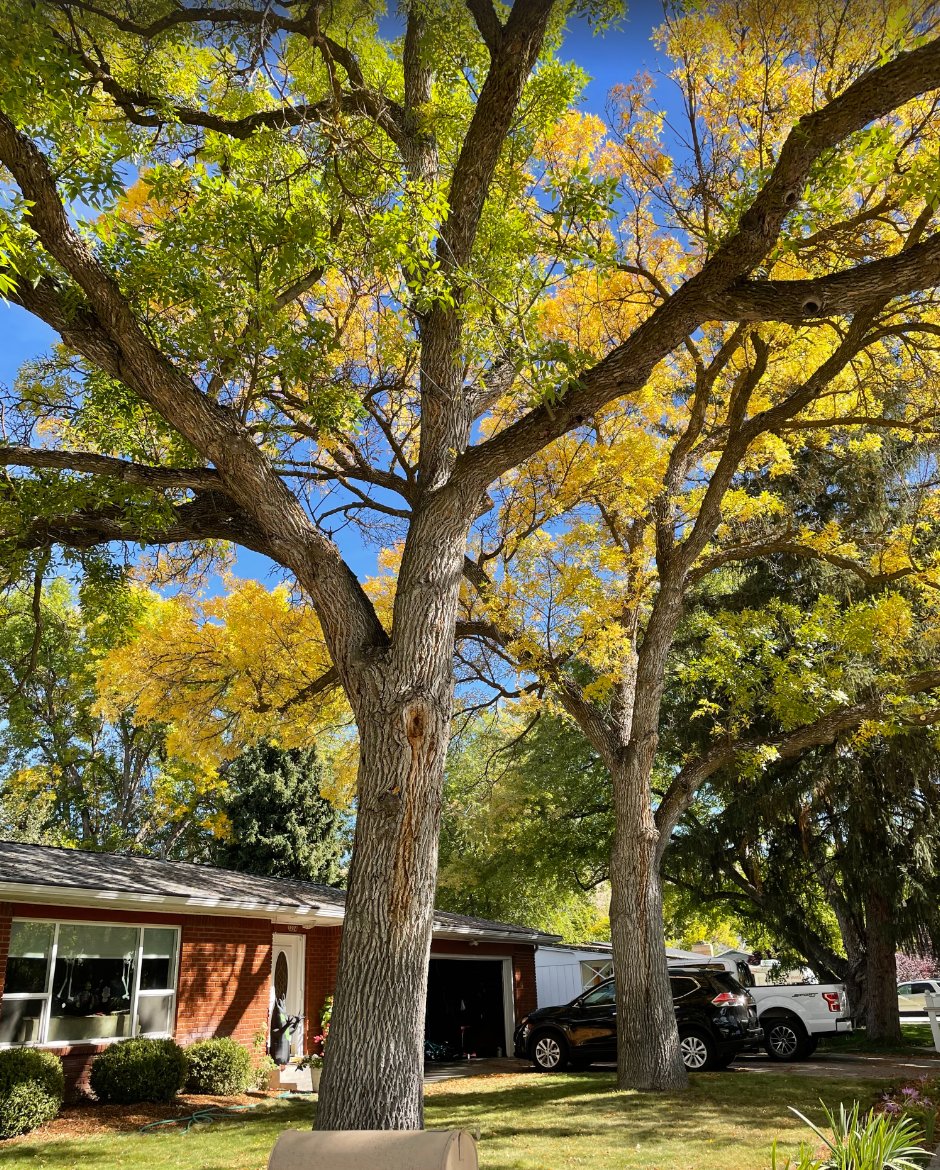 One of the most valuable parts of real estate 🌳 

You can always remodel a home, but you can't just put in mature trees.