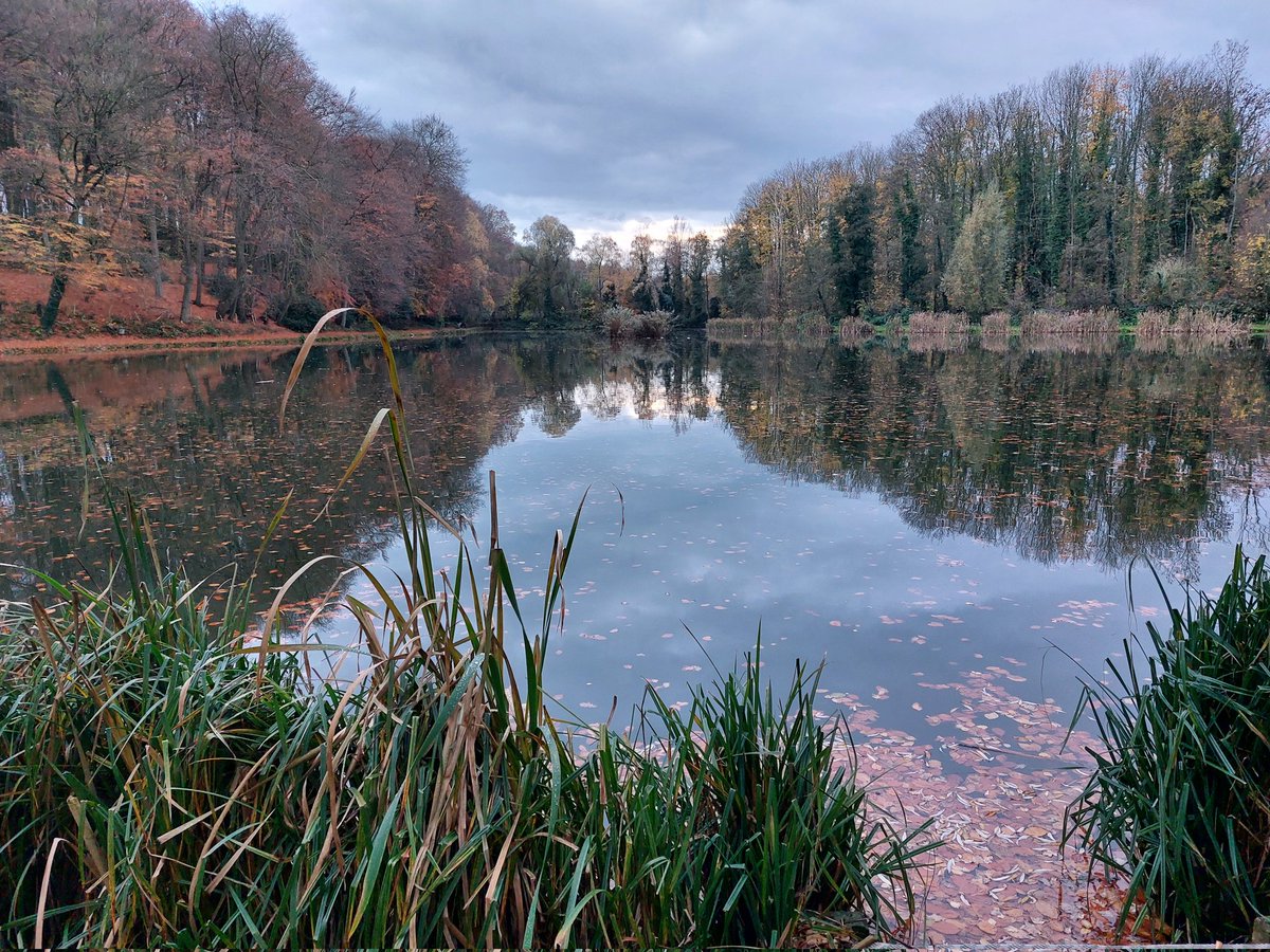mathildeontwit's tweet image. Fijne avond en voor straks lekker slapen. Niet veel zon vandaag, toch fijn gewandeld rondom de vijvers van #strijthagen 
Laatste blaadjes, nog even genoten van de kleuren 🍂🍁