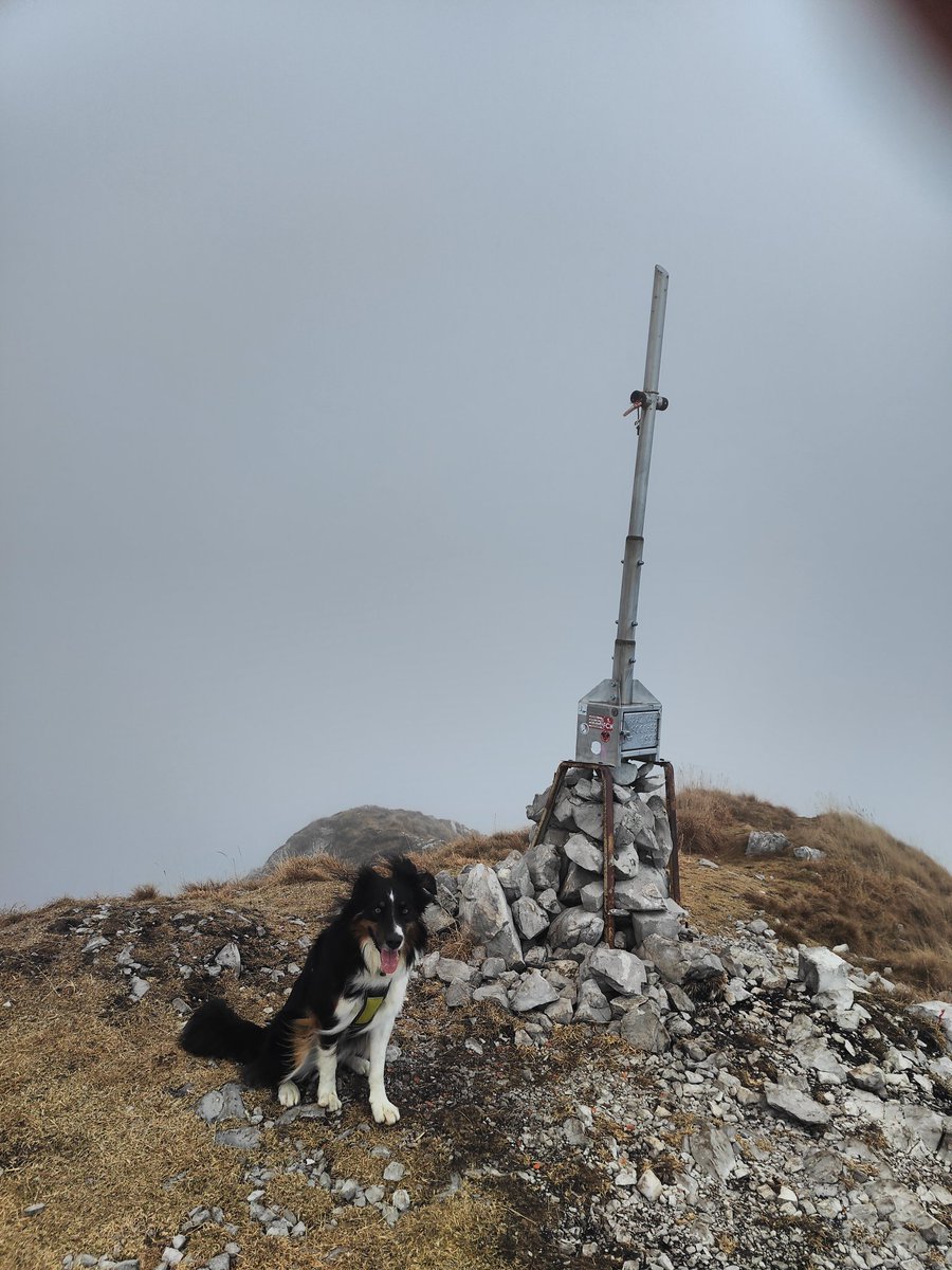 galloforcello2's tweet photo. Ah dimenticavo:
Vega the Dog sembra dirmi:
Uè tu che sai tutto, ma chi è quel pirla che ha fatto sparire le braccia della Croce??
😲
#dolada
#belluno
#veneto
#15novembre2025 https://t.co/zlQVCUEWtO
