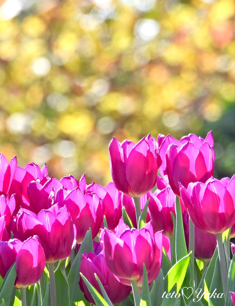 ・
テトの花便り〜

アイスチューリップ🌷
秋色に包まれて
🍁秋の風が少し冷たぃかも〜

#アイスチューリップ 
#NaturePhotography