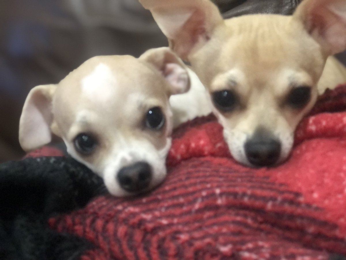 chicathechih's tweet image. Happy Birthday Odie &amp;amp; Lucy. Who knew that two pups wandering for weeks and were so scared of human touch could become the most loving and trusting pets ever. We don’t know what you went through in you first months of life but we know that you’ll be loved the rest of your days.