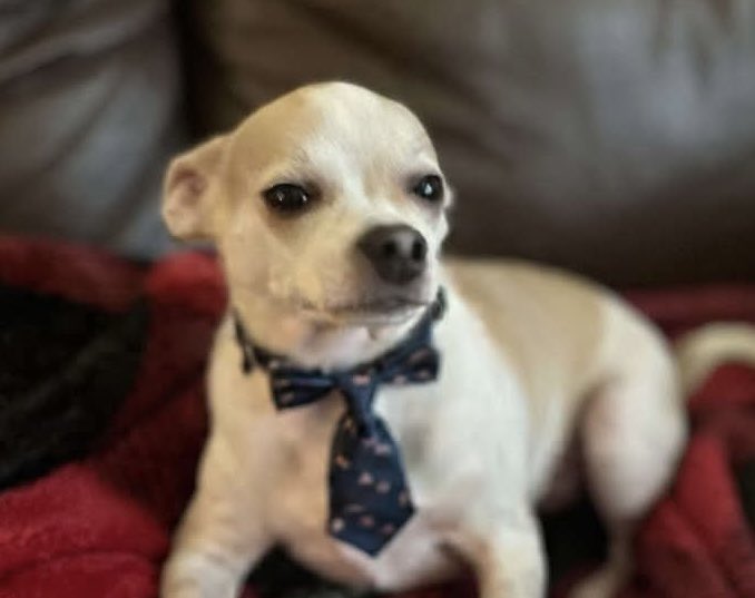 chicathechih's tweet image. Happy Birthday Odie &amp;amp; Lucy. Who knew that two pups wandering for weeks and were so scared of human touch could become the most loving and trusting pets ever. We don’t know what you went through in you first months of life but we know that you’ll be loved the rest of your days.