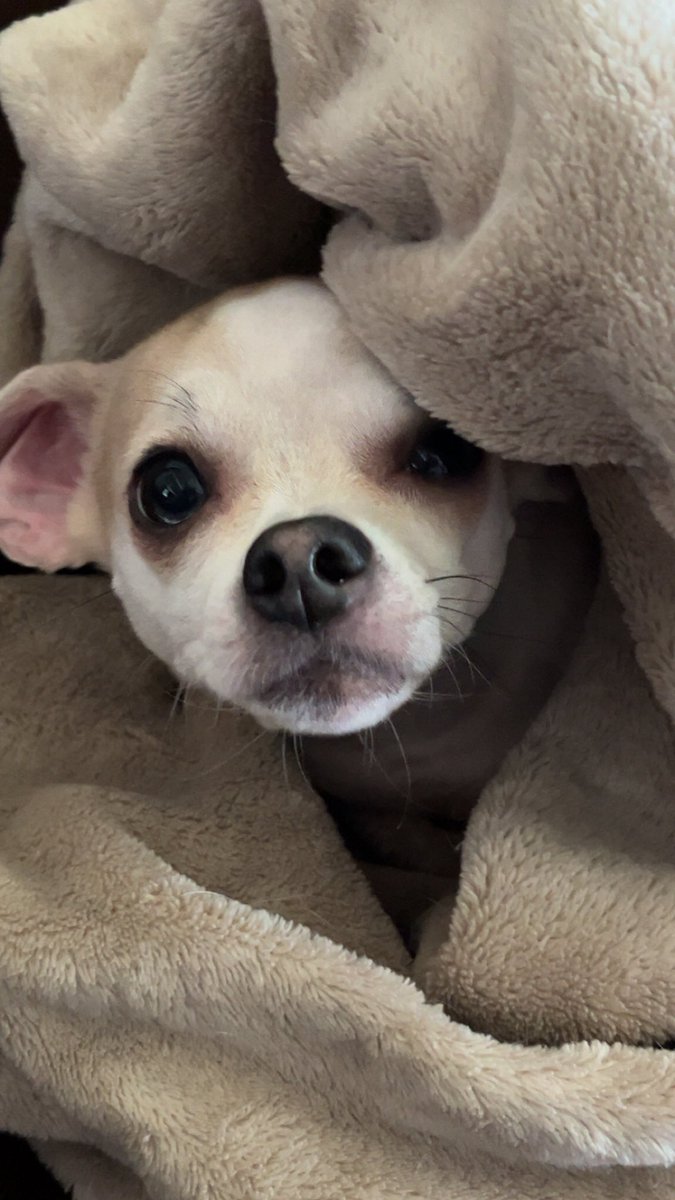 chicathechih's tweet image. Happy Birthday Odie &amp;amp; Lucy. Who knew that two pups wandering for weeks and were so scared of human touch could become the most loving and trusting pets ever. We don’t know what you went through in you first months of life but we know that you’ll be loved the rest of your days.