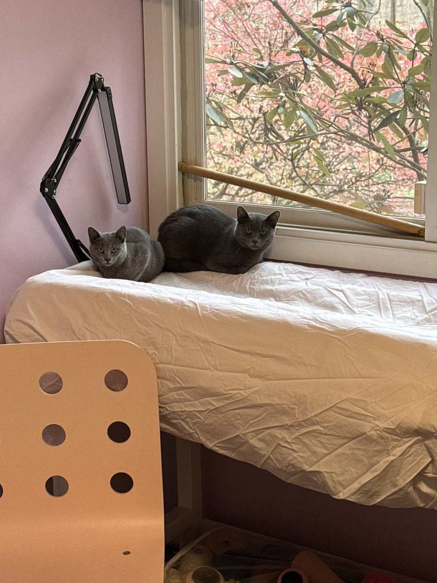 drpull's tweet image. New room all to themselves! Checking out some cat tv!