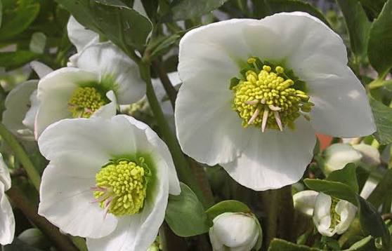 桃 (@x02YkDKD8PJojog) / Posts / X