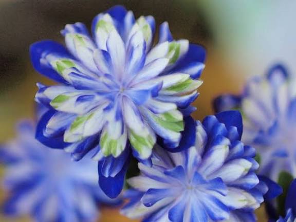 おはようございます☀️

今日の花は、クリスマスローズ

花言葉は

｢私の不安を和らげて｣

不安や怖さはつきもの
覚悟を決めてまずは動き出してみる
-伊達公子-

今日もよろしくお願いいたします🎵
素敵な一日をお過ごしくさい🍀

たけうちーむ
#朝活
#笑顔は無敵 
#おは戦71115🍩Du