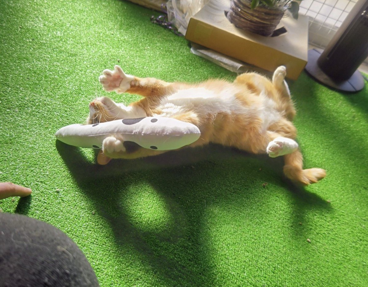 CROWSOFGANGSTA's tweet image. 体力の限界