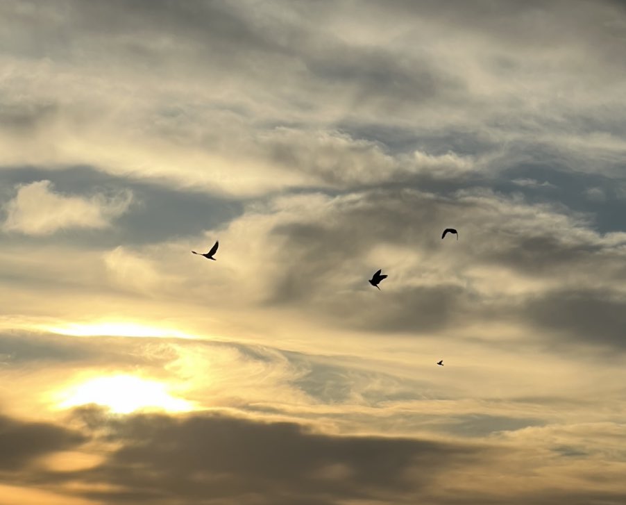 🌻 (@_dera_10) on Twitter photo 