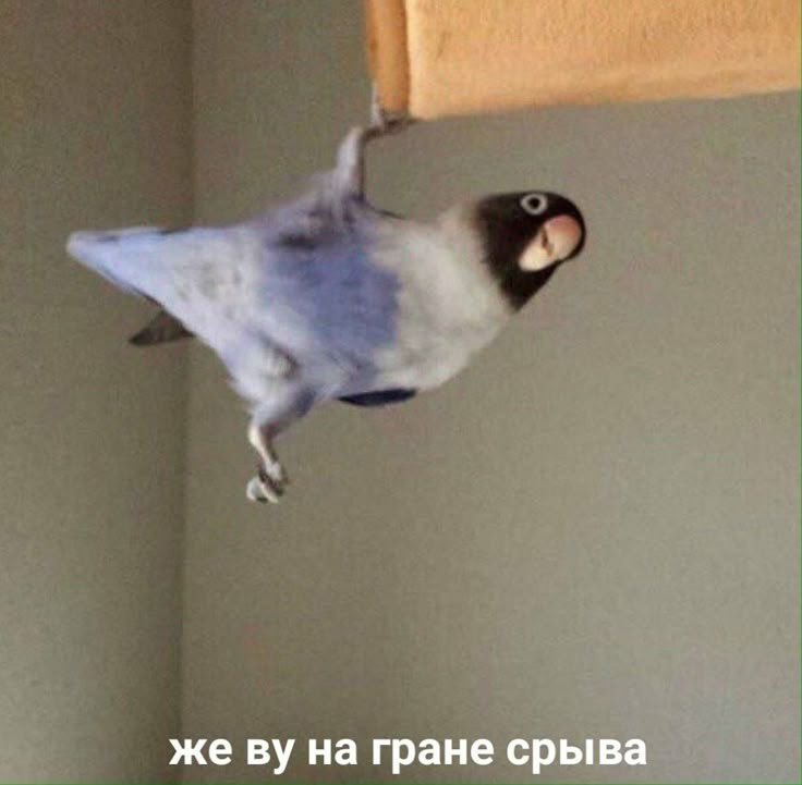 Anna Red (@reddy_baddy) on Twitter photo 