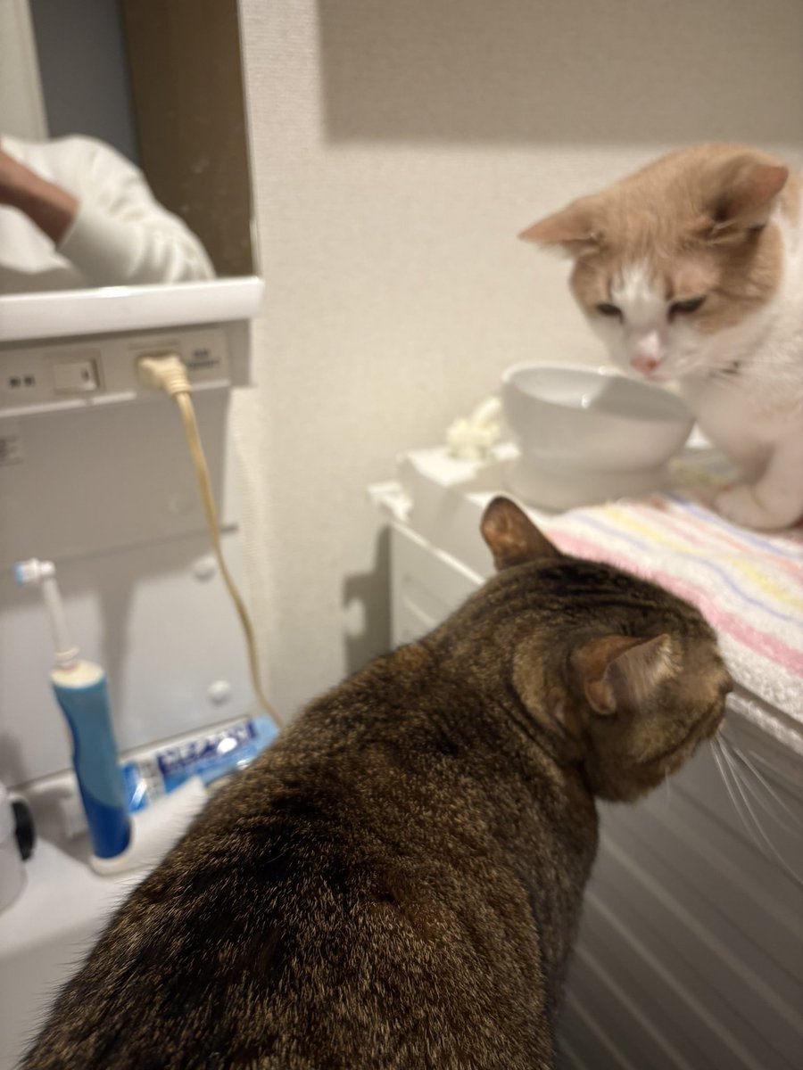 ねこ@プロフ必読★ おはようございます🌤️ 今日は仕事です 行って来まーす🚌💨 今朝の