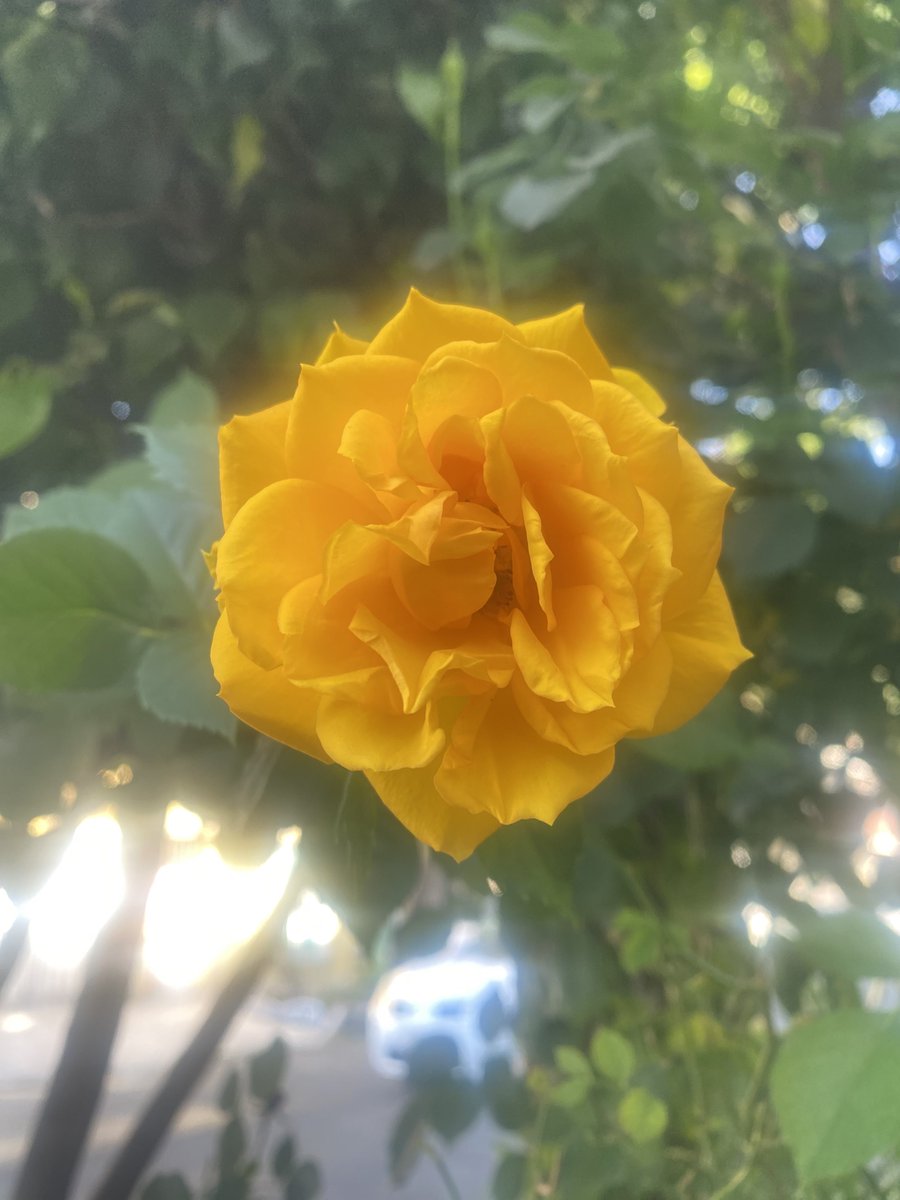 resaca de champán tweet media