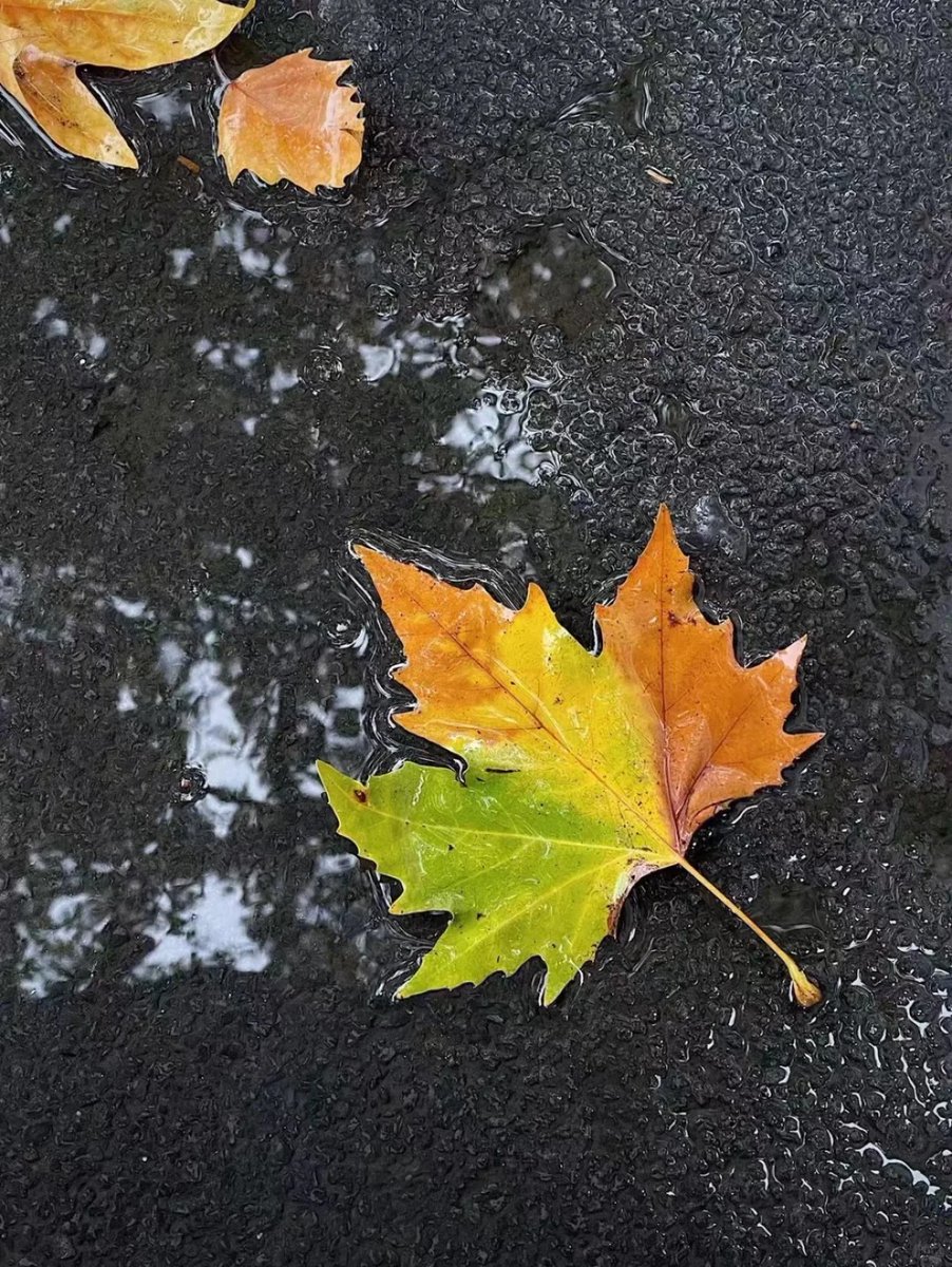 halisumar's tweet image. ☔💃 Dancing in the rain, letting go of all worries, and feeling every raindrop as a tiny blessing from the sky. Life feels magical when you embrace moments like these! 🌧️💖
